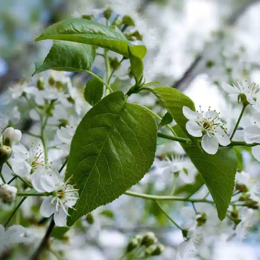 Bird Cherry Hedging...