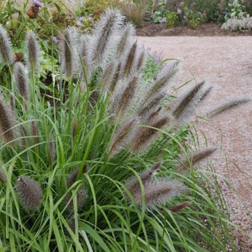 Black Beauty Fountain Ornamental Grass...
