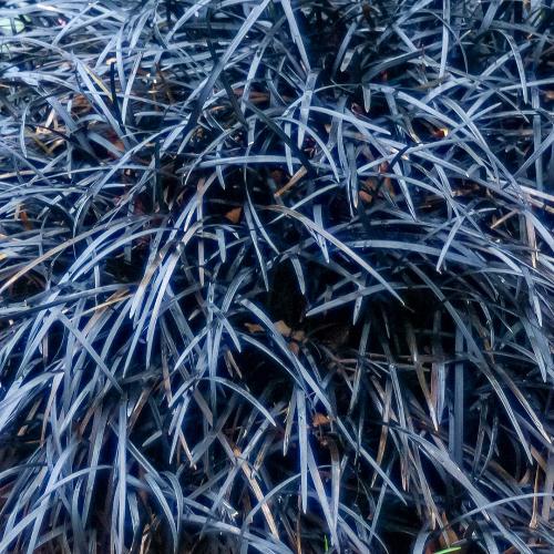 Black Mondo Ornamental Grass...