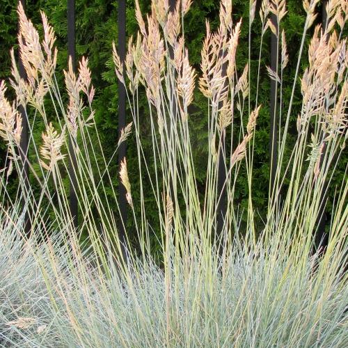 Blue Fescue Ornamental Grasses (Festuca Glauca)