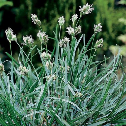 Blue Green Ornamental Grasses (Sesleria Caerulea)