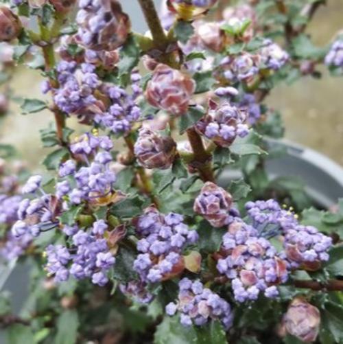 Blue Jeans Spiral Cypress Italian Plants (Cupressus Sempervirens Blue Jeans)