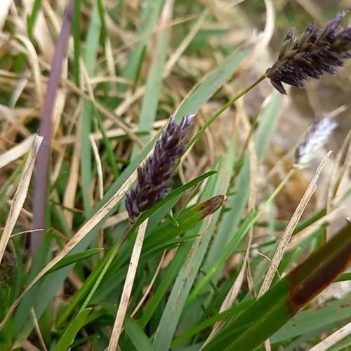 Blue Moor Ornamental Grasses (Sesleria Heufleriana)