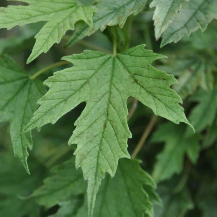 Brilliant Sycamore Ornamental Tree (Acer Pseudoplatanus 'Brilliantissimum')