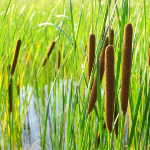 Broad Leaved Cattail Ornamental Grass...
