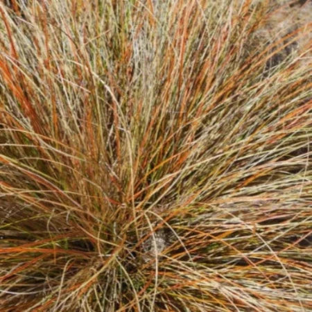 Bronze New Zealand Sedge Ornamental Grasses (Carex Comans Bronze Form)