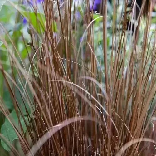 Bronze New Zealand Sedge Ornamental Grass...