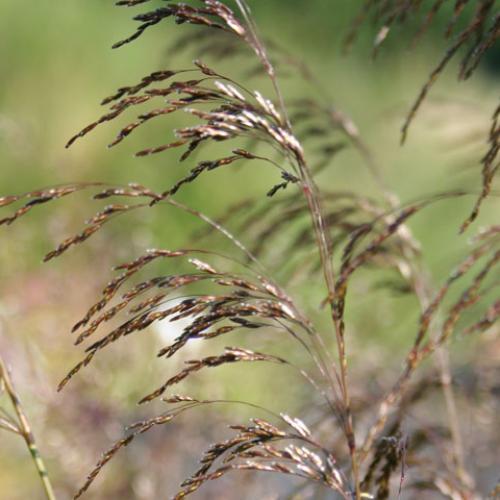 Bronze Veil Tufted Hair Ornamental Grasses (Deschampsia Cespitosa Bronzeschleier)