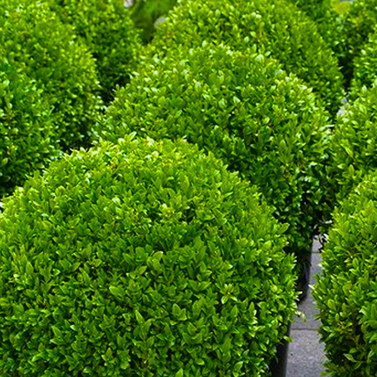 Box Buxus Ball Topiary