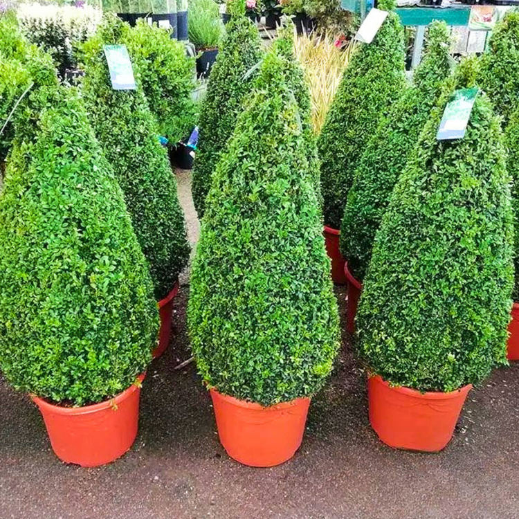 Box Buxus Cone Topiary