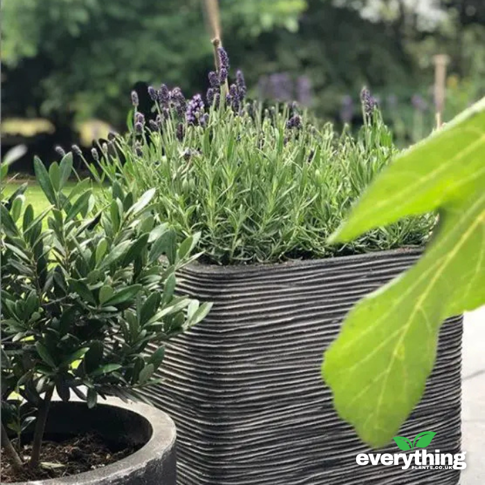 Capi Nature Ribbed Cube Planter