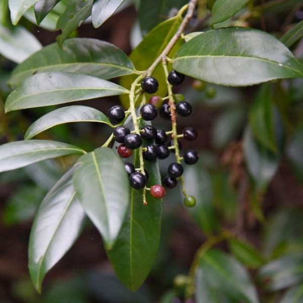 Cherry Laurel Ornamental Tree (Prunus Laurocerasus 'Novita')