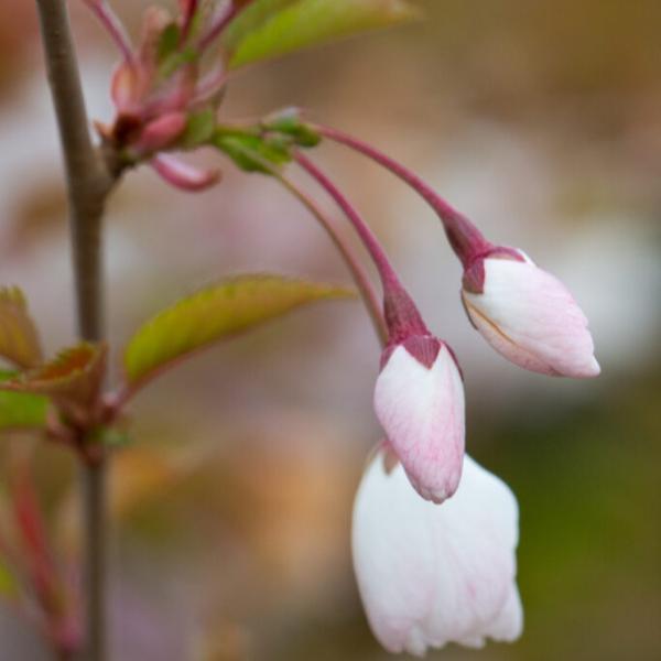 Cherry 'The Bride' Ornamental Tree Pot Grown 10L 150 Stem