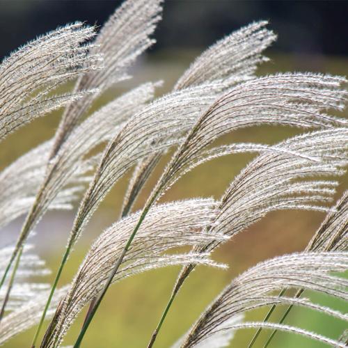 Chinese Silver Ornamental Grass...