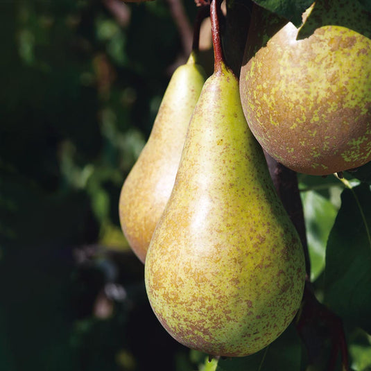Conference Pear Tree...