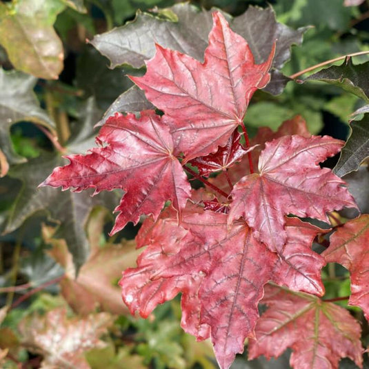 The Crimson King Maple Tree...