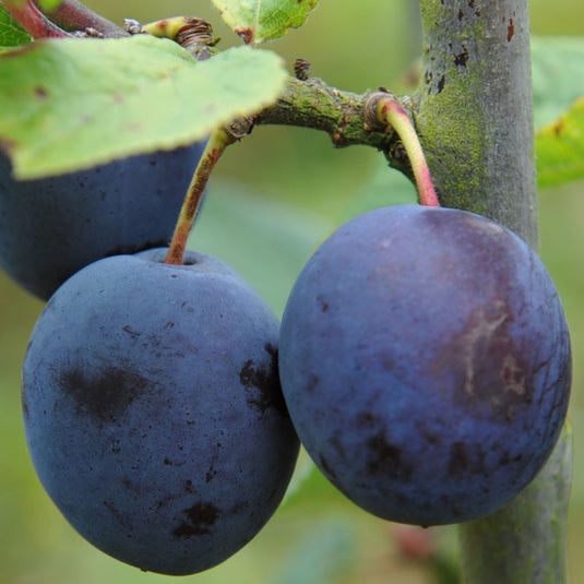 The Czar Plum Tree...
