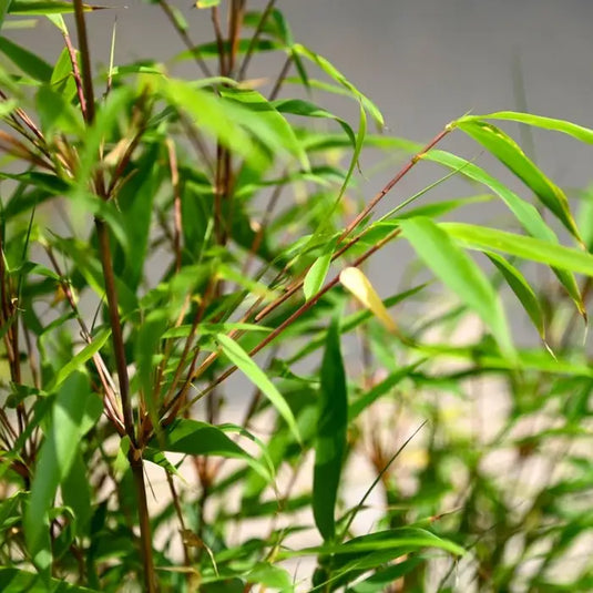 Bamboo Dragon Head Hedging...