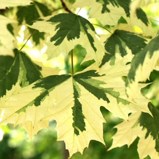 The Drummond Norway Maple Tree...