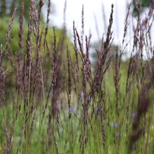 Edith Dudszus Purple Moor Ornamental Grass...