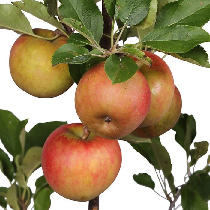 Elstar Apple Fruit Tree Hedge (Malus domestica 'Elstar')