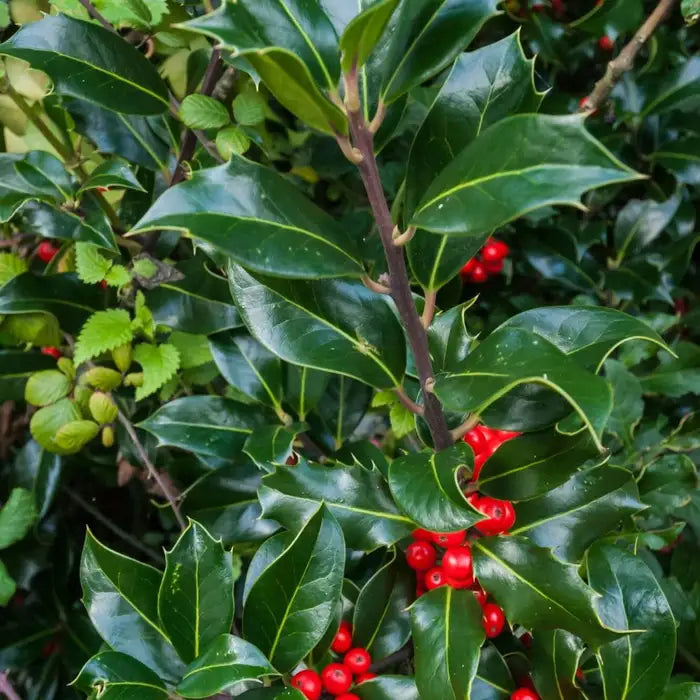 English Holly Pot Grown 2L 20/40 (x50) Multi-deal