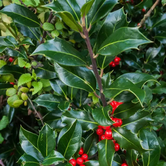 English Holly Hedging...