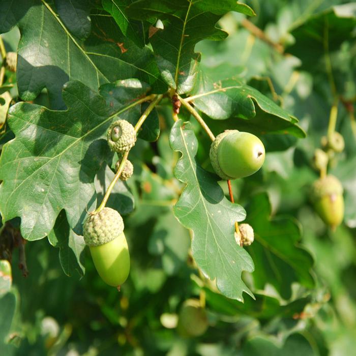 English Oak Ornamental Tree (Quercus Robur)