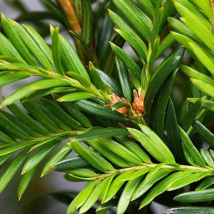 English Yew Bare root 20/40 (x250) Multi-deal