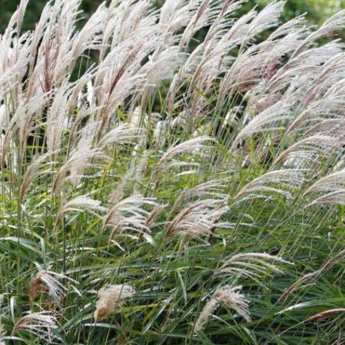 Eulalia Yakushima Dwarf Ornamental Grass...