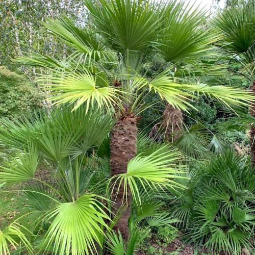 European Fan Palm Trees (Chamaerops Humilis)