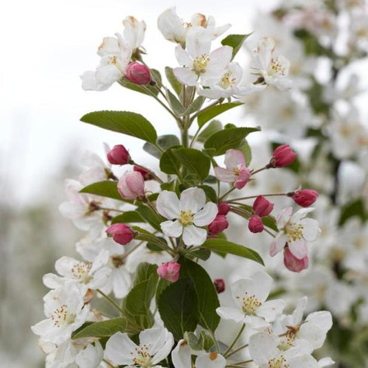 Evereste Crab Apple Tree...