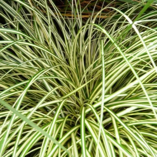 Evergold Sedge Ornamental Grass...