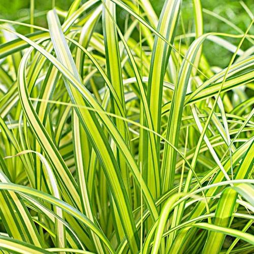 Evergreen Japanese Sedge Ornamental Grass...