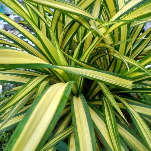 Eversheen Sedge Ornamental Grass..