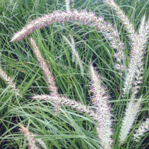 Fairy Tails Ornamental Grass...