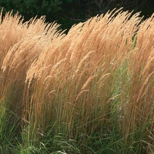 Feather Reed Ornamental Grasses Pot Grown 5L