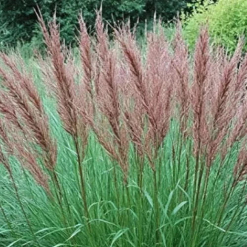 Ferner Osten Ornamental Grass...