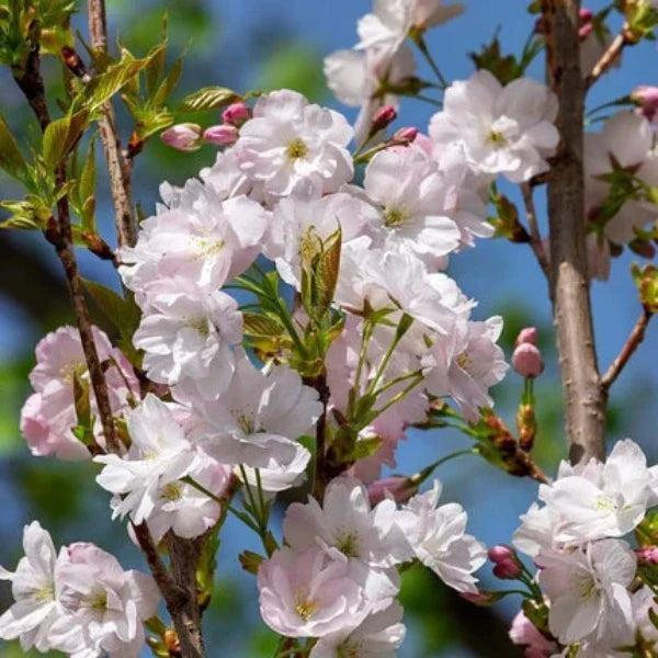 Flagpole Cherry Ornamental Tree pot grown 15L 250/300