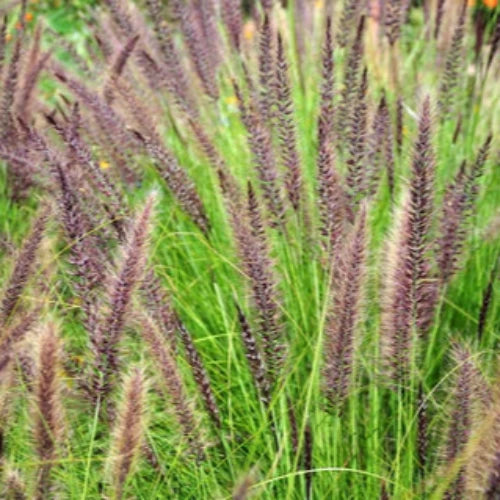 Fountain Ornamental Grass...