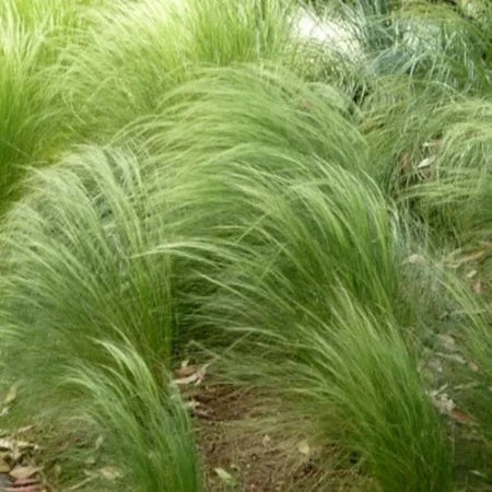 Frosted Curls Sedge Ornamental Grasses (Carex Comans Frosted Curls)