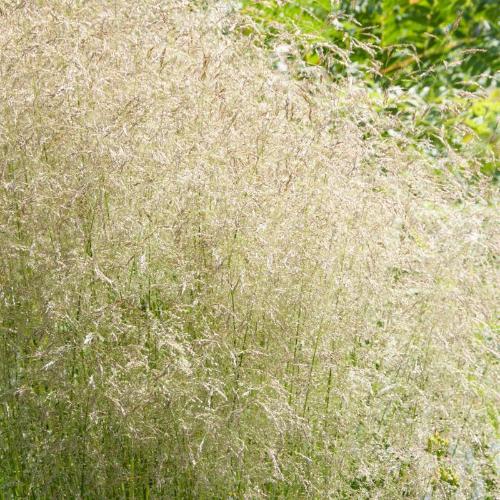 Golden Dew Tufted Hair Ornamental Grass...