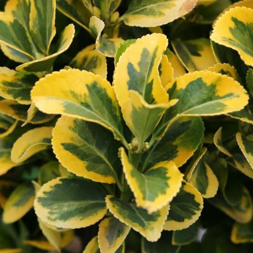 Golden Variegated Japanese Spindle...