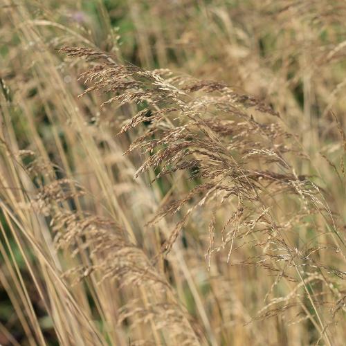 Golden Veil Tufted Hair Ornamental Grass...