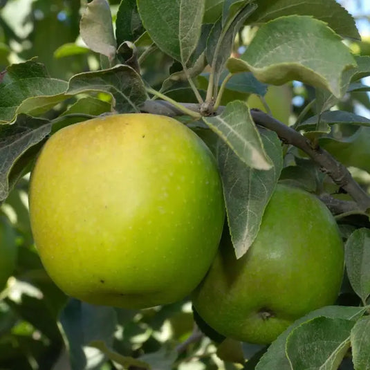 The Granny Smith Apple Tree...