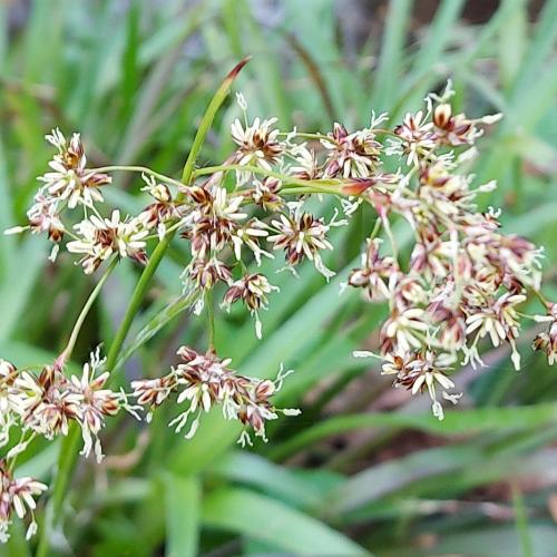 Greater Woodrush Ornamental Grass...