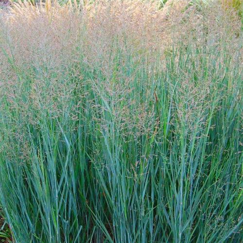 Heavy Metal Switchgrass Ornamental Grasses (Panicum Virgatum Heavy Metal)