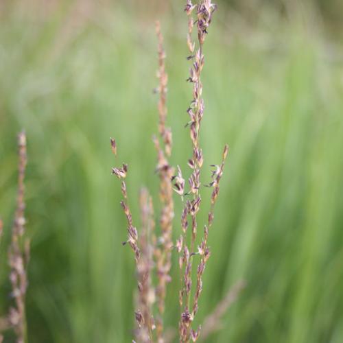 Heidebraut Purple Moor Ornamental Grass...