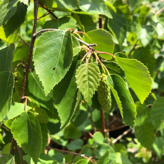 Himalayan Birch Tree...