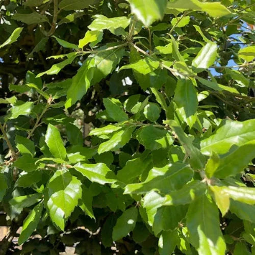 Holm Oak Pleached Tree Pot Grown 45L 200/225 Girth 6/8 Frame 100x120
